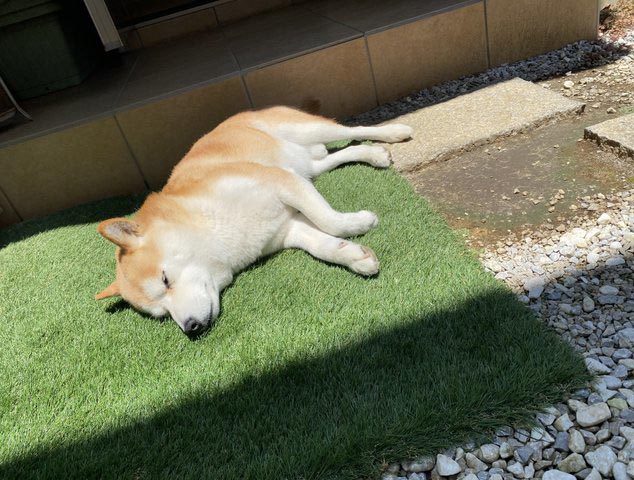 昼寝する柴犬