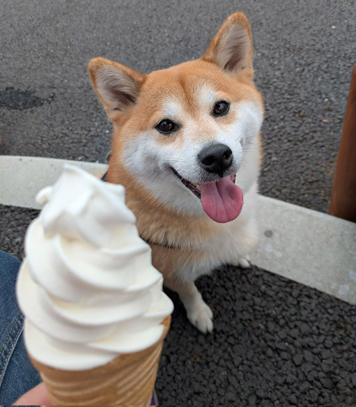 柴犬とソフトクリーム