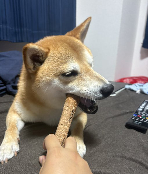 柴犬