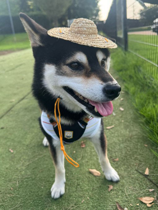 柴犬