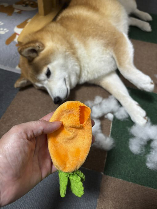 柴犬
