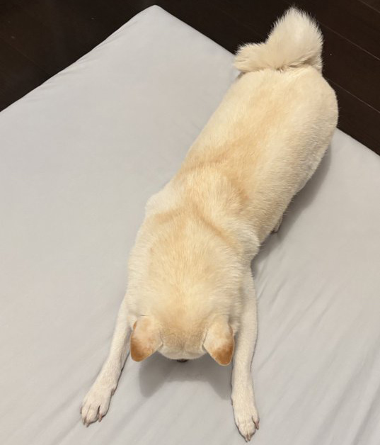 柴犬