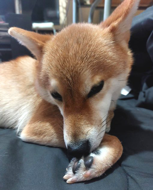 柴犬