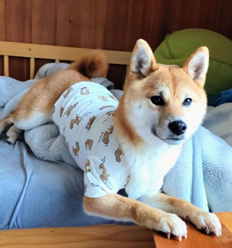 柴犬