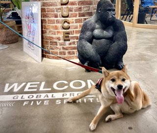 柴犬とゴリラ