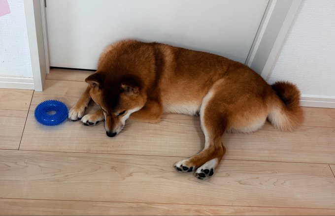 柴犬