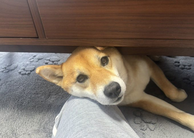 机の下から見上げる柴犬