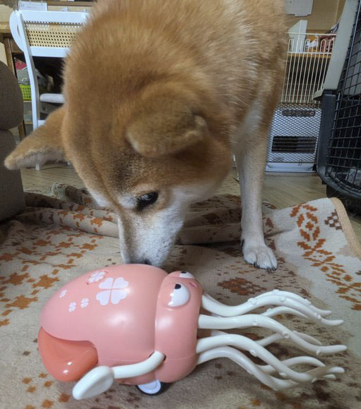 柴犬
