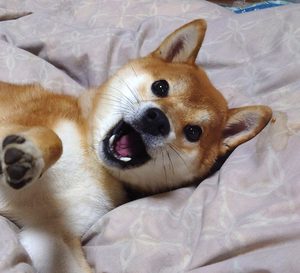 柴犬のパピー