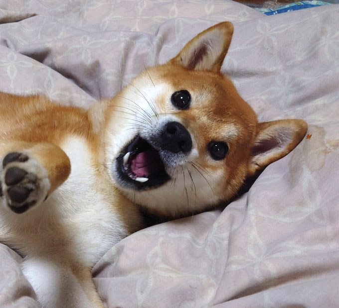 柴犬のパピー