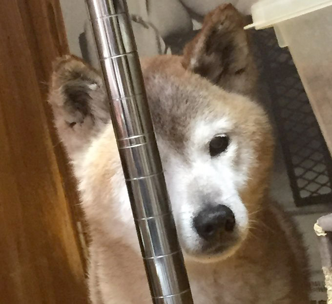 柴犬