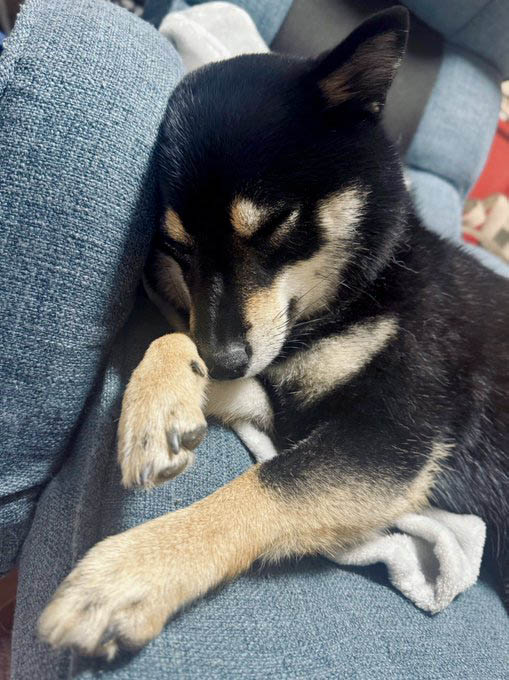 柴犬