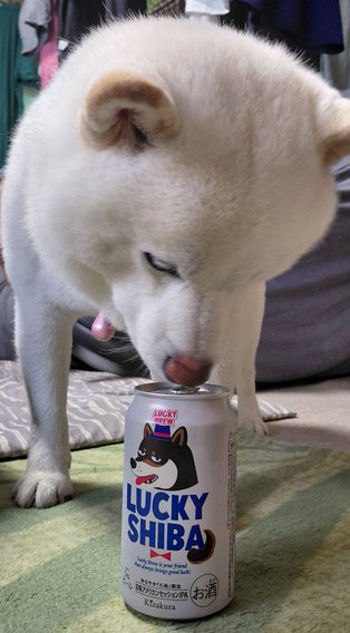 柴犬