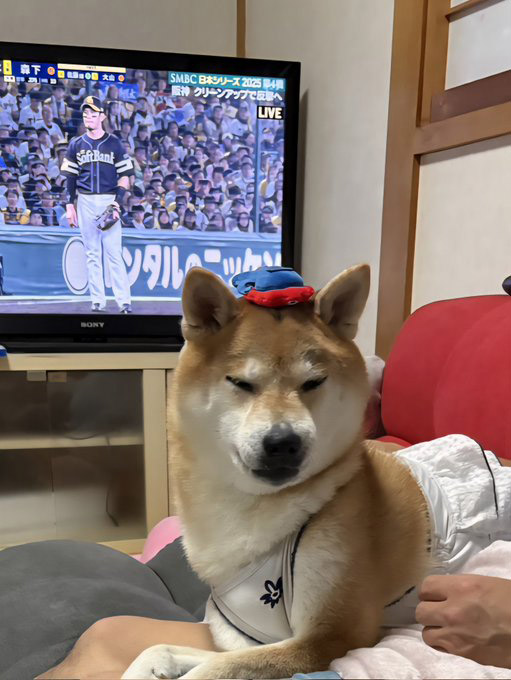 柴犬
