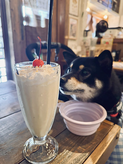 カフェの柴犬