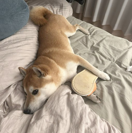 柴犬