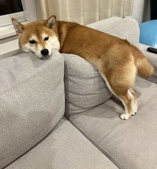 柴犬