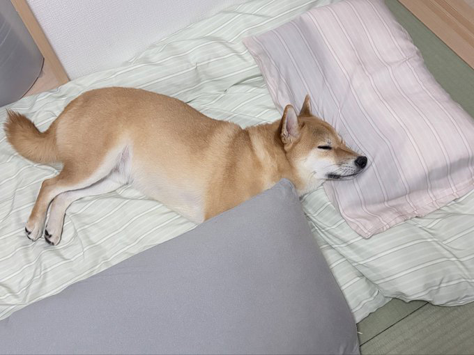 布団で寝る柴犬