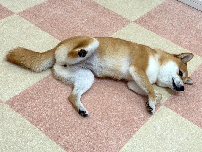 ごろ寝する柴犬