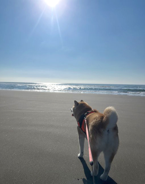 砂浜の柴犬
