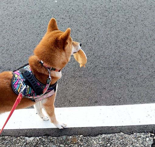 柴犬