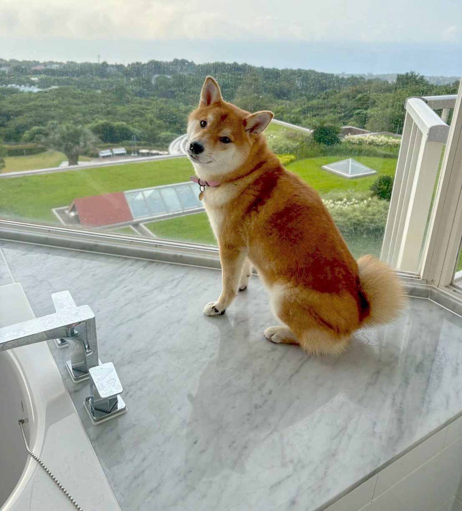 バスルームの柴犬