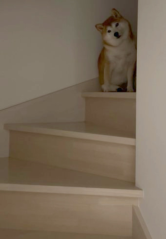 柴犬