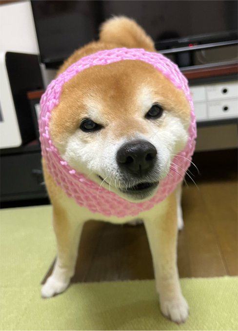 フルーツキャップをかぶった柴犬