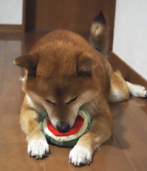 柴犬