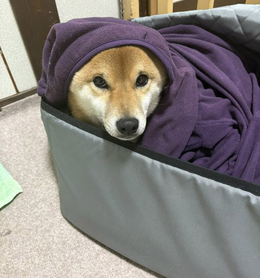 毛布で包まれた柴犬

