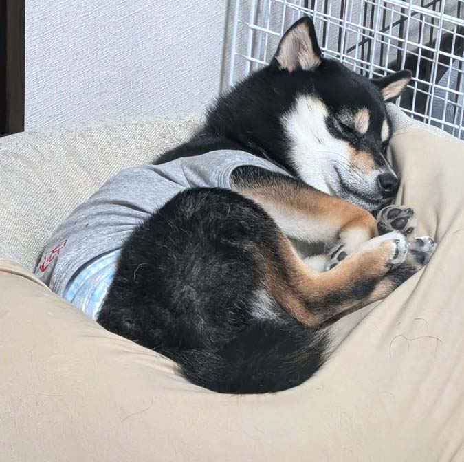 寝ている柴犬