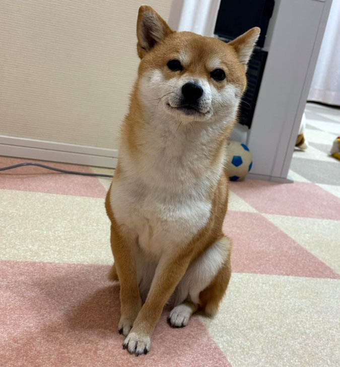 おすわりする柴犬