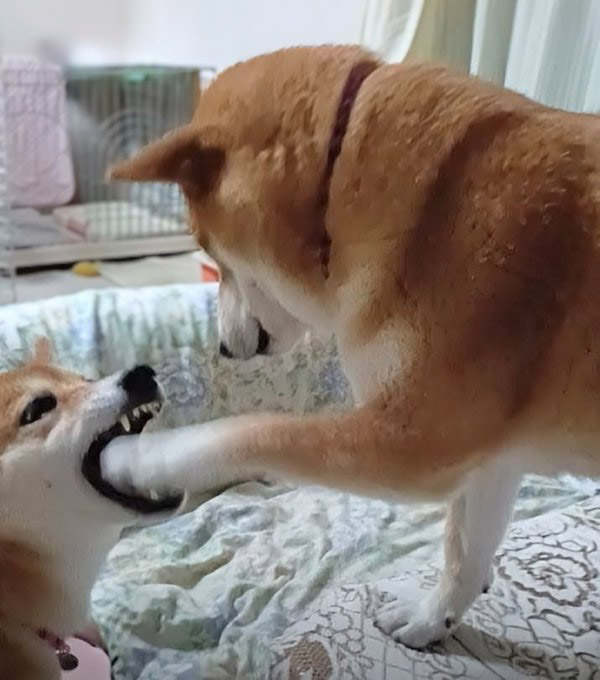 柴犬の口に手を突っ込む柴