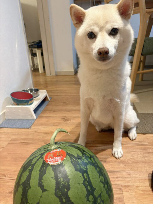 すいかと柴犬