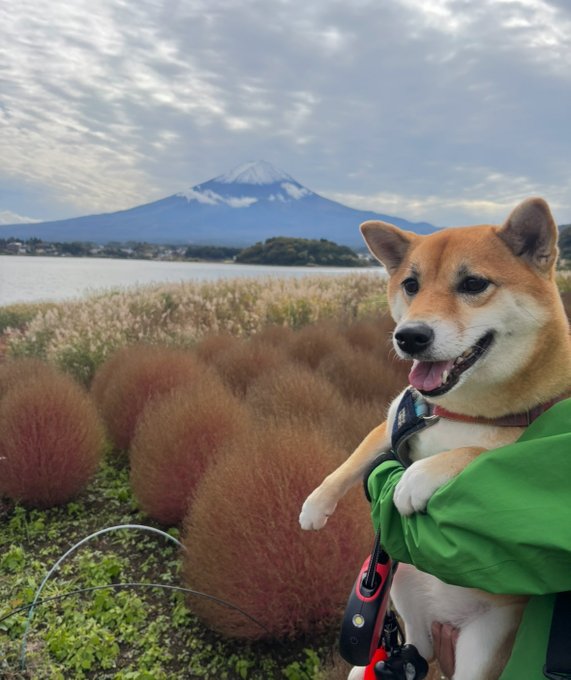 柴犬
