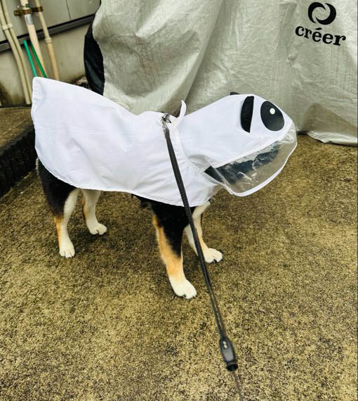 カッパを着た柴犬