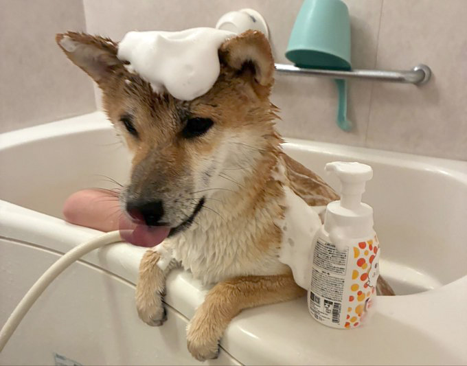 シャンプーされる柴犬