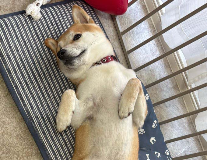 ヘソ天の柴犬