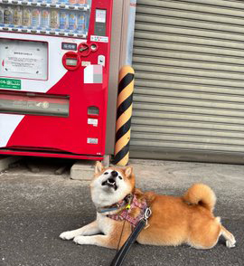 柴犬