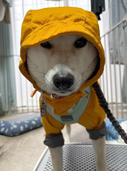 カッパを着た柴犬