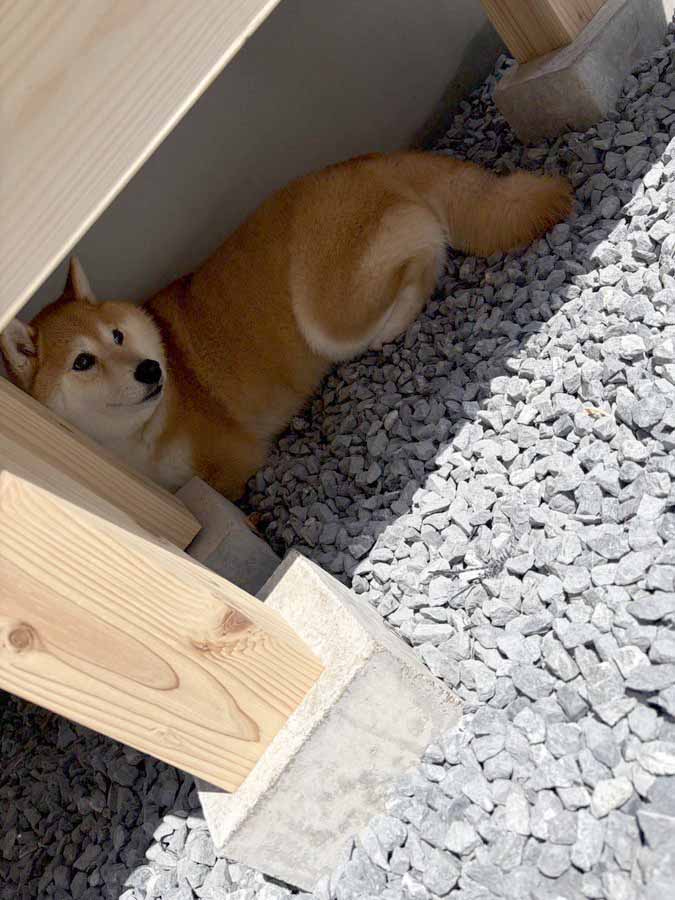 柴犬