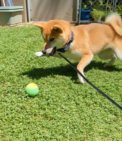 柴犬