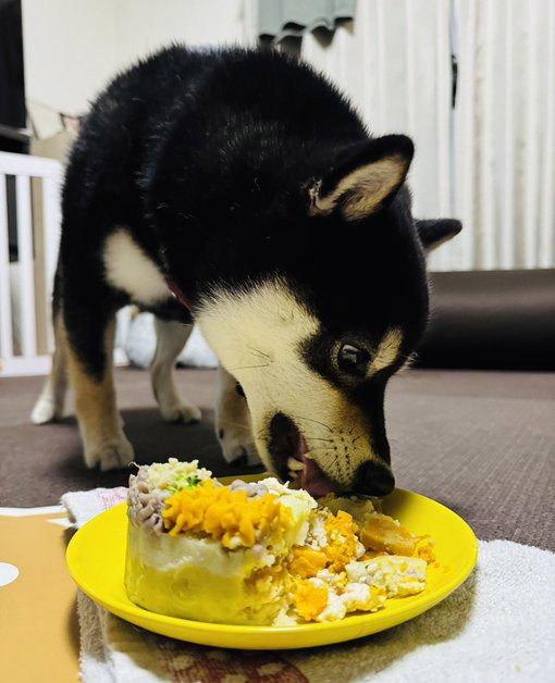 ごちそうを食べる柴犬
