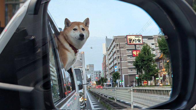 柴犬