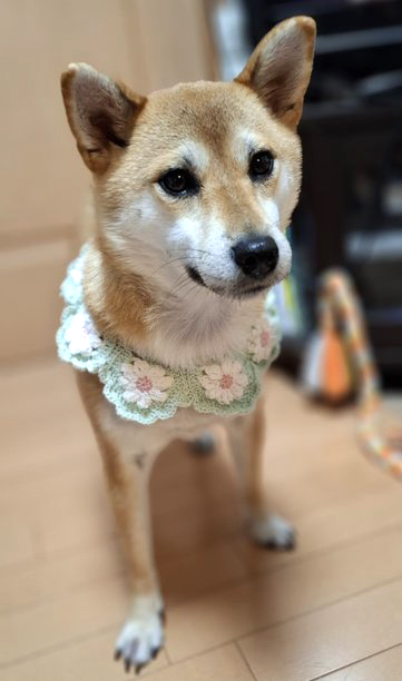 柴犬