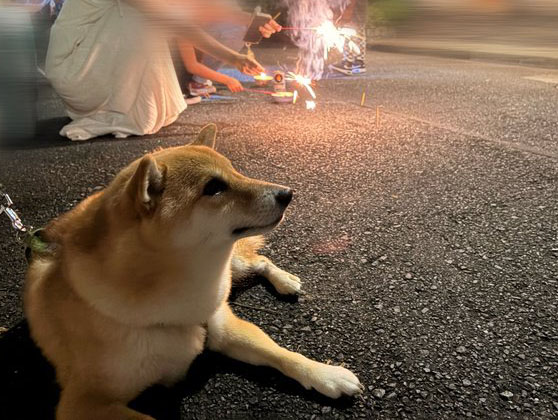 柴犬