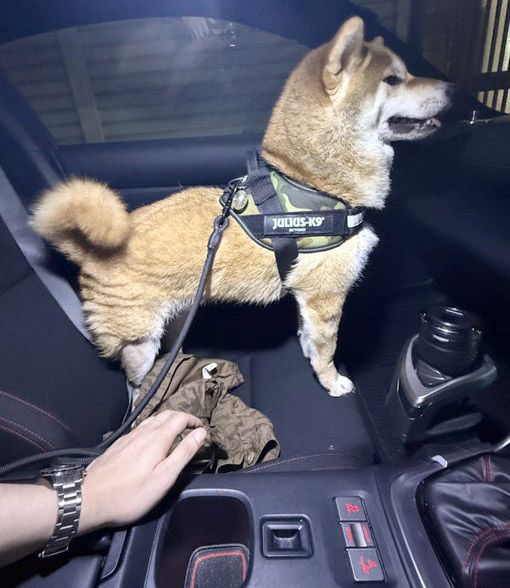 助手席に乗る柴犬
