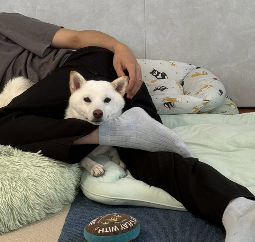 柴犬