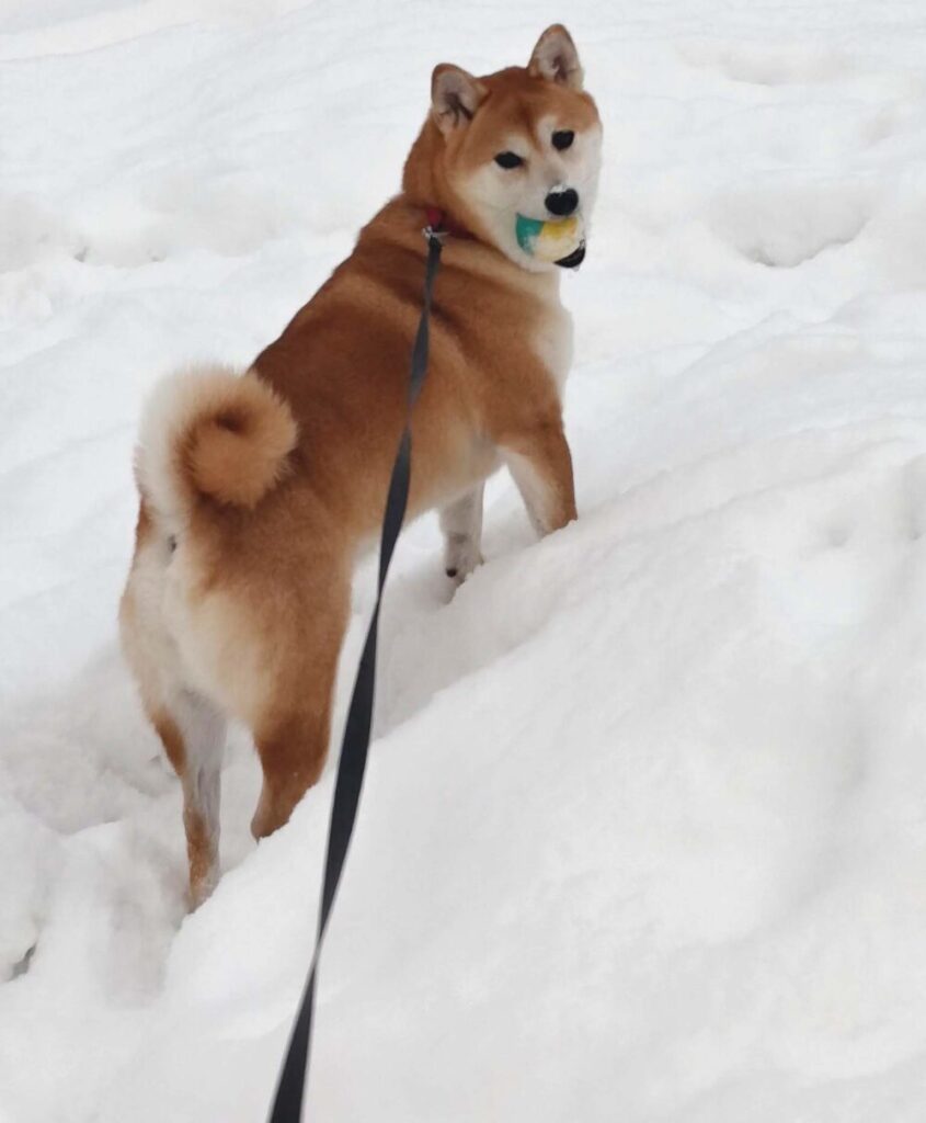 雪道を上る柴犬