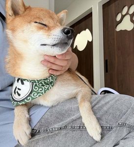 柴犬
